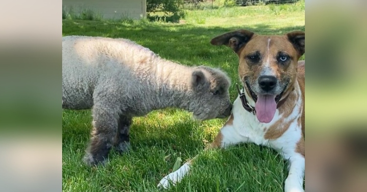 a sheep named beau sniffing a dog named max who is laying in the grass with his tongue out.