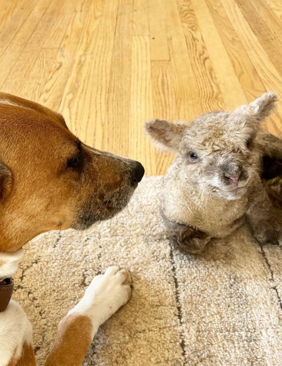 a dog named max laying on a rug as he looks at a lamb named beau who is smiling as she lays in front of the dog.