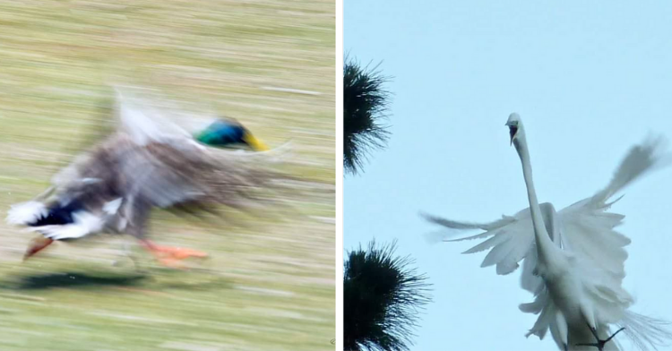 two-photo collage. on the left there is a picture of a bird running and on the right there is a picture of a flying white bird.