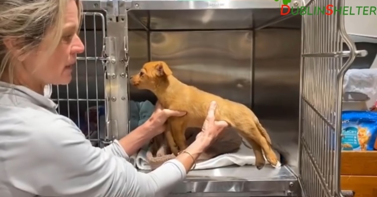 a vet with snipsa holding a dog named bosley who has tetanus.