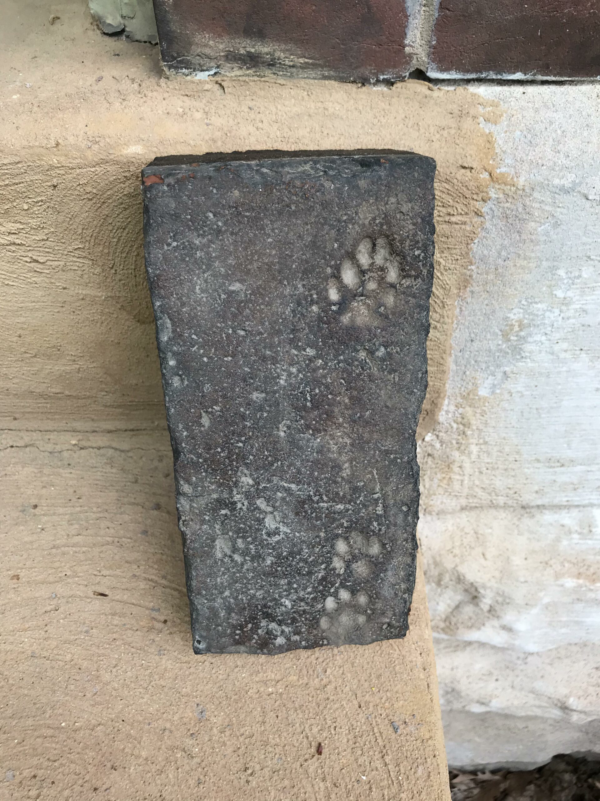 paw prints on an old brick