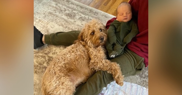 a mini golden doodle named chloe laying on the legs of someone who is holding baby cody in their lap.
