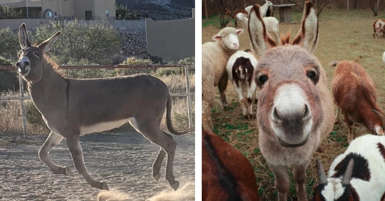 a two-photo collage. the first is of a donkey frolicking in the pasture. the second is of a donkey in a group of farm animals staring at the camera and smiling.