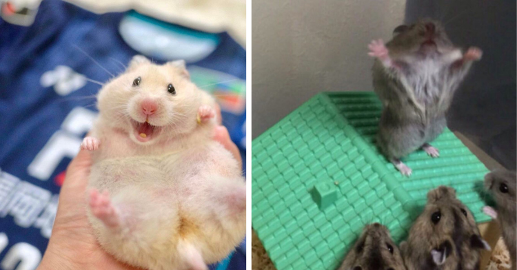 a two-photo collage. on the left there is a smiling hamster with his belly up and on the left there is a hamster on top of a toy house raising his hands while three other hamsters are watching him from the bottom.