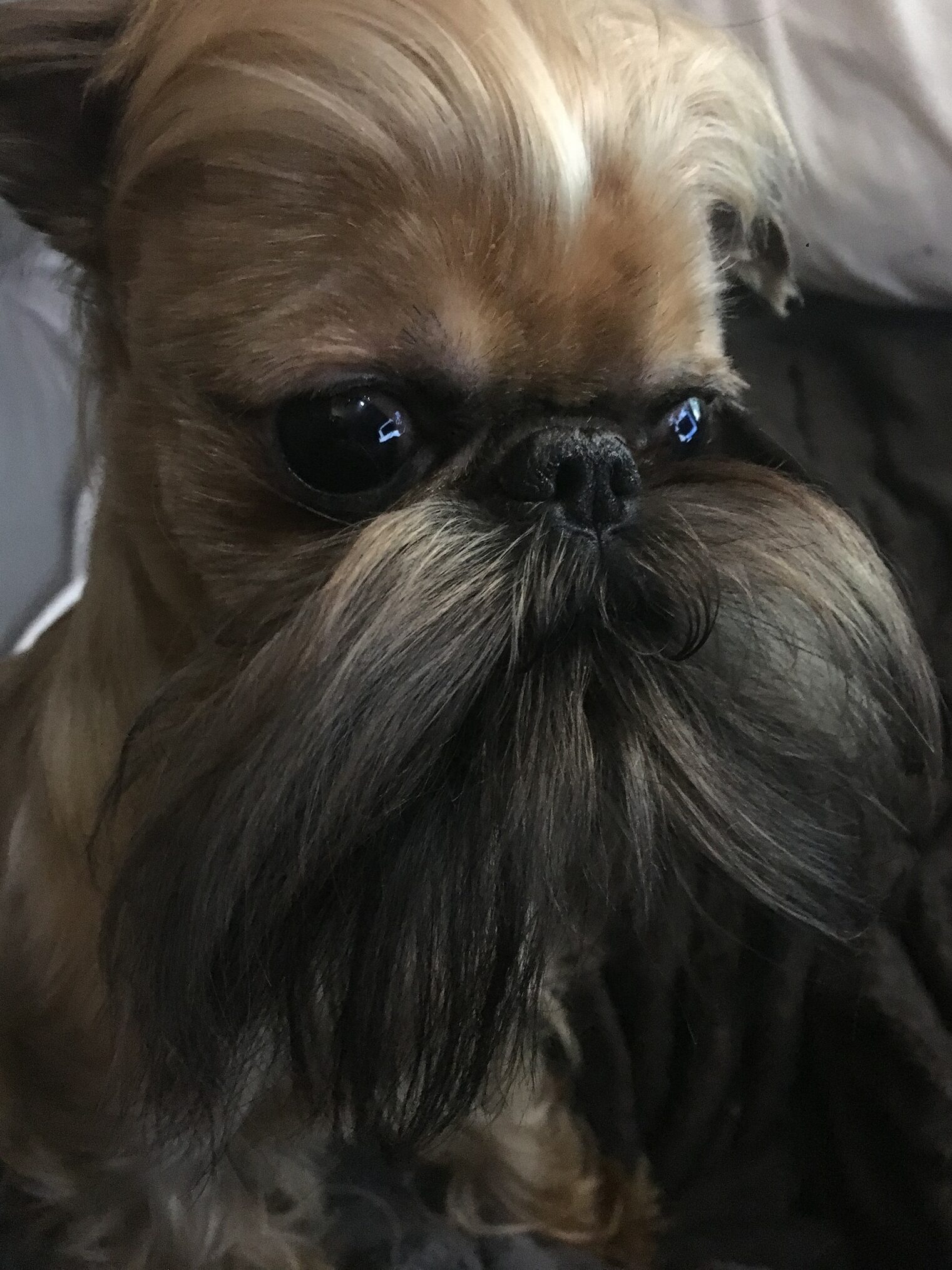 dark-haired dog with a bad haircut.