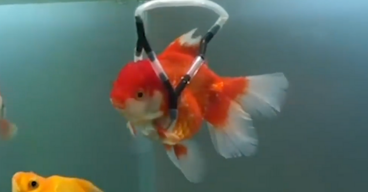 beautiful disabled goldfish using his wheelchair to swim
