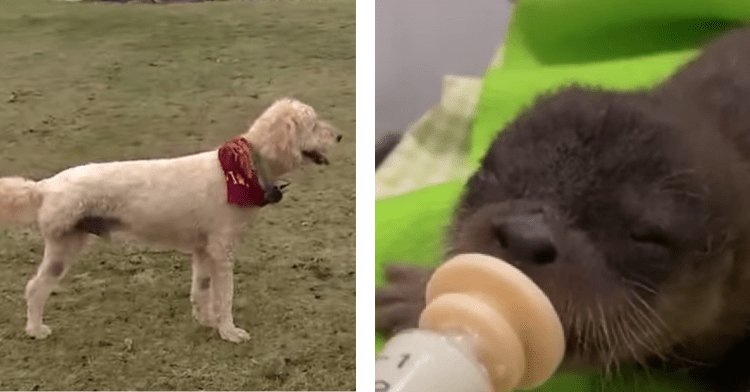 two photo collage of gus the goldendoodle and the rescued baby otter