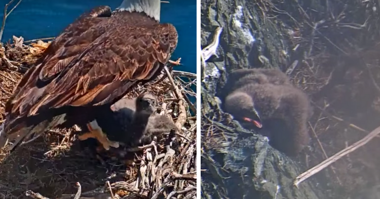 two photo collage. on the left photo an eaglet is laying on an adult eagle's feet. on the right there is a picture of the eaglet after being kicked out of its nest.