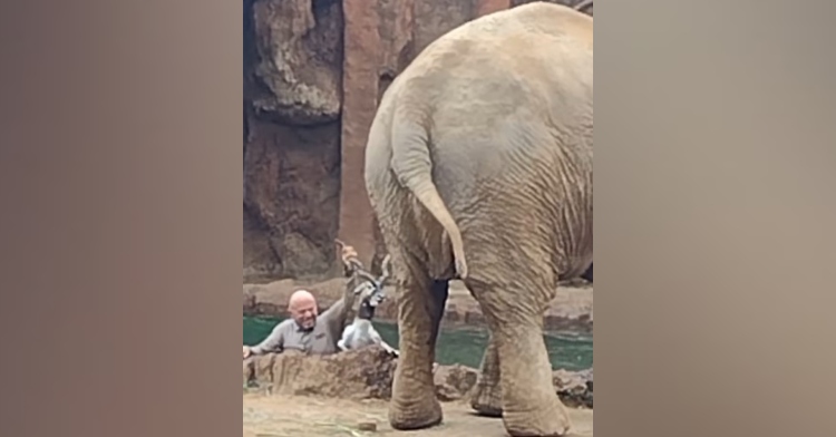 a man helping a drowning antelope get out of the water as an elephant stands nearby on land.