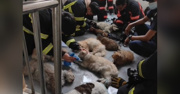 Singapore firefighters reviving cats after fire