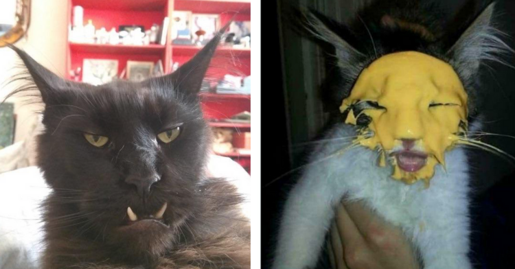 two-photo collage. on the left there is a picture of a black cat showing his lower front teeth. on the right there is a picture of a cat with what appears to be nacho cheese all over his face.