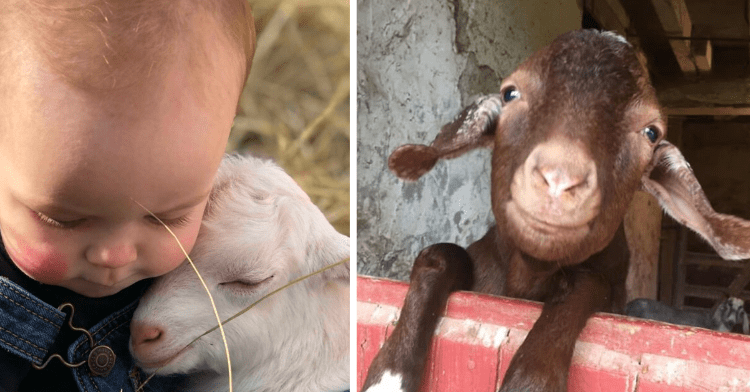 two photo collage. the picture on the left shows a kid with a white goat and the picture on the right shows a brown goat looking at the camera up close.