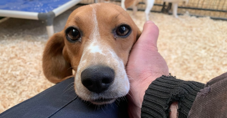 closeup of someone petting a beagle who is resting its head on their knee.