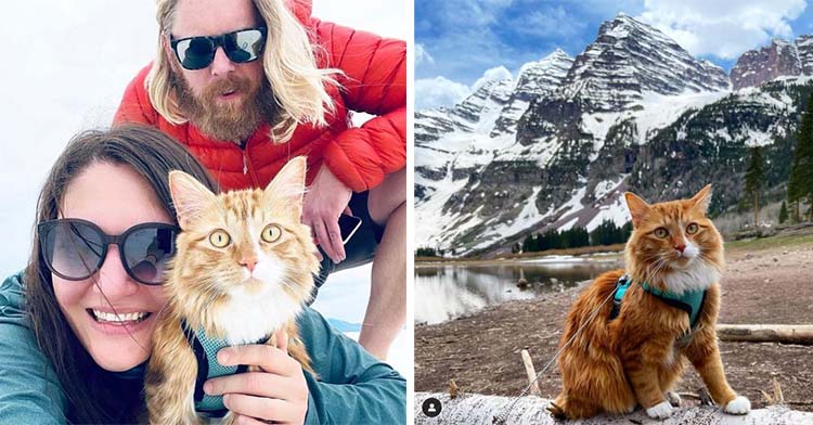 a two-photo collage. the first is of erin and dan geldermans smiling and posing for a selfie with their cat, Liebchen. the second is of liebchen sitting on a log with a large, snowy mountain in the distance.