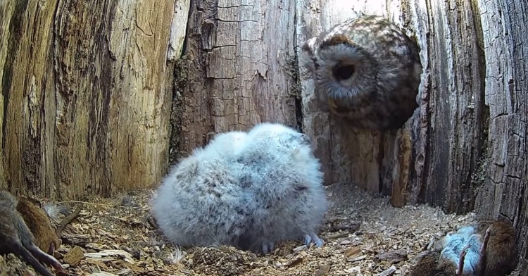 an owl named luna peaking into her nest to see two small owl chicks huddled together.