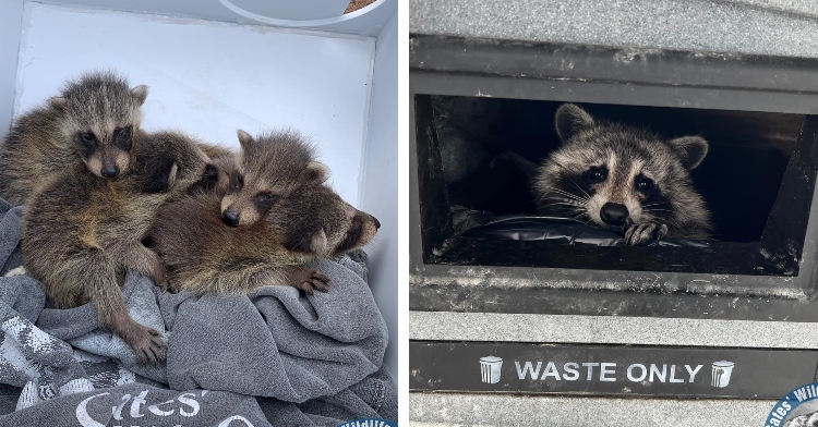 two-photo collage. on the left there is a picture of baby raccoons and on the right there is a picture of a mama raccoon inside a trash can.