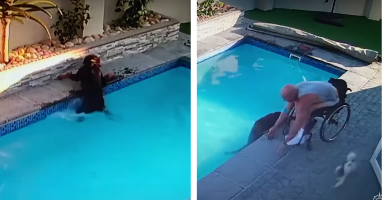 two-photo collage. on the left there is a picture of rottweiler struggling to get out of a swimming pool. on the right there is a picture of darren thomas on his wheelchair trying to help his rottweiler out of the swimming pool.