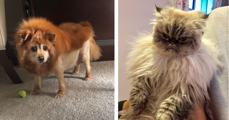 two-photo collage. picture on the left shows little brown dog with a bad haircut. picture on the right shows cat with a bad haircut.