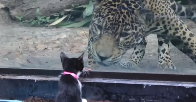 a small black and white cat sitting in front of glass cage with a leopard on the other side. the leopard is staring intently at the kitten.