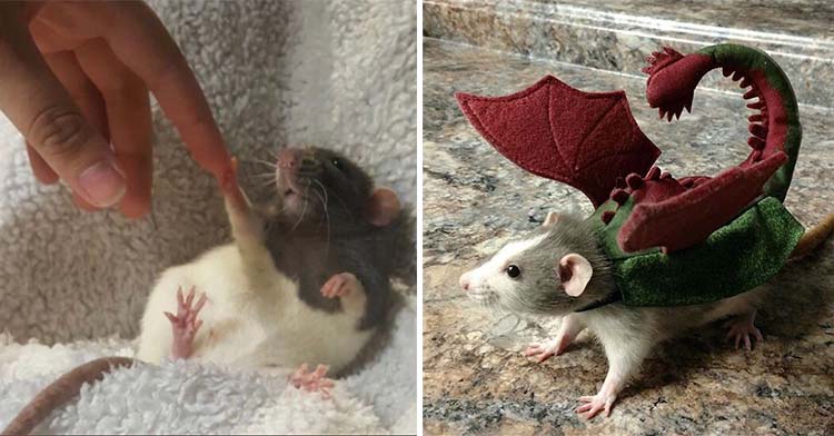 a two-photo collage. the first is of a rat holding out its paw to touch a finger on a human’s hand. the second is of a rat in a dragon costume. he's standing on a counter.
