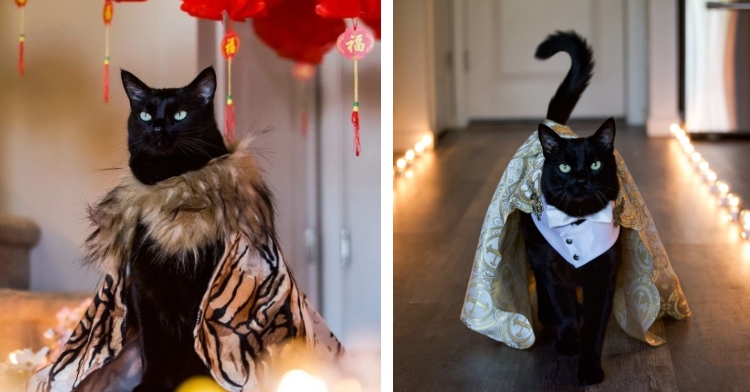 a two-photo collage. the first is of a black cat named rover posing in a tiger striped cape. the second is of rover walking while wearing a suit and cape.