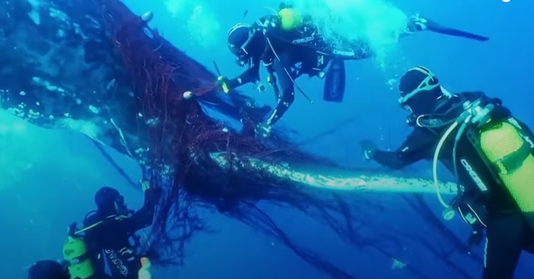 a group of people in scuba gear as they cut a net to free a giant whale, all while under water.