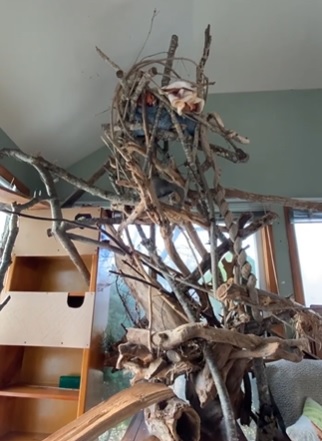an indoor squirrel's nest made for bunk by patty robinson.