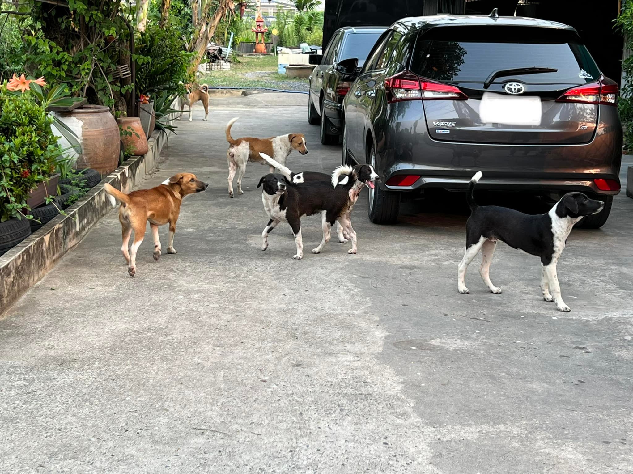 stray dogs in Thailand