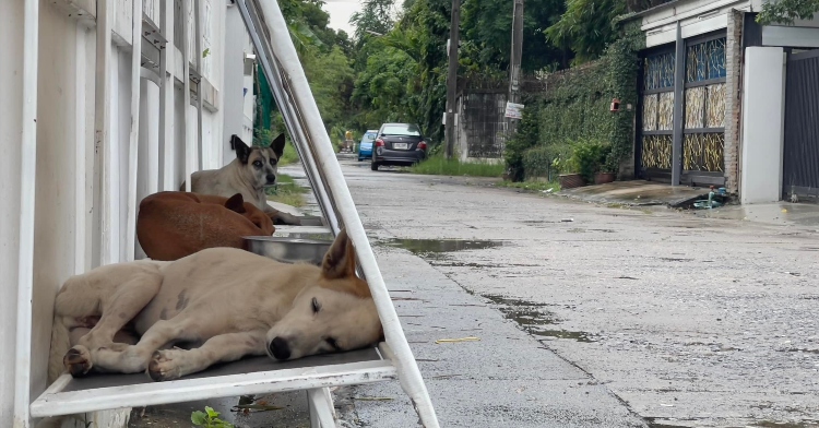 stray dogs sleeping inside a Stand for stray shelter