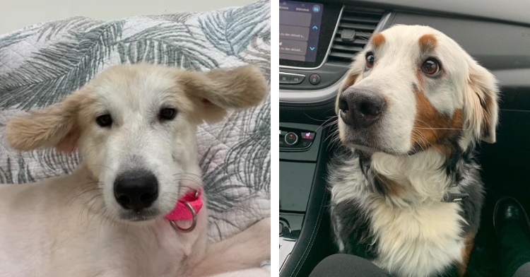 a two-photo collage. the first is a closeup of a dog with ears that stick out sideways. the second is of a dog named fanny with a rare condition giving her light-colored fur around her face.