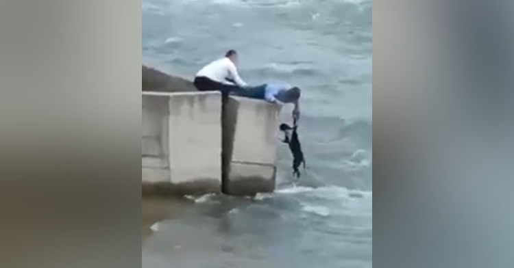 two men saving a dog. one is laying down and leaning over the edge of a concrete base while the other man holds onto him. the man laying down is lifting a dog by his collar. there’s a flowing river below them.