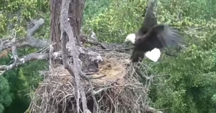 an eagle flying to a nest with a baby eaglet and a baby hawk.