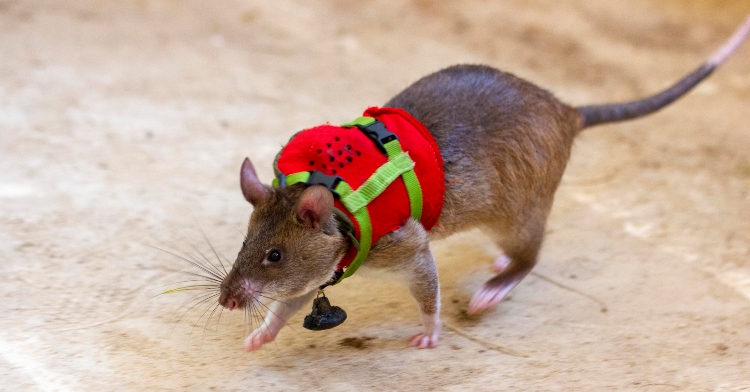 a rat from the hero rat project walking while wearing a mini backpack.