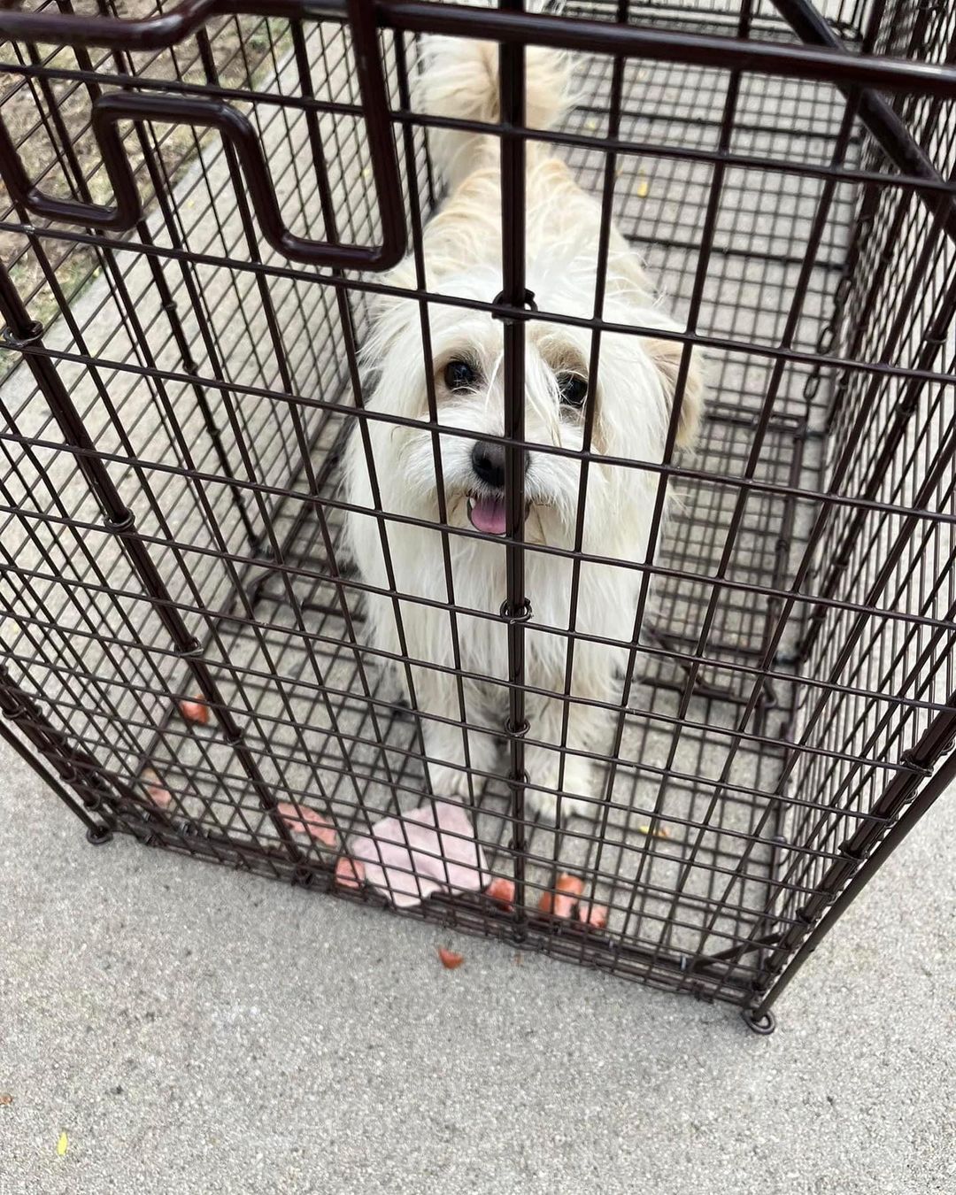 white dog looking up and smiling from inside a crate.