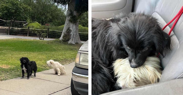 a two -photo collage. the first is of dogs named pepsi and pasta standing outside together on a sidewalk. the second is of pepsi and pasta cuddled together in a car seat.