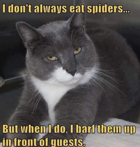 meme showing a cat that says "i don't always eat spiders.. but when i do, i barf them up in from of guests." 