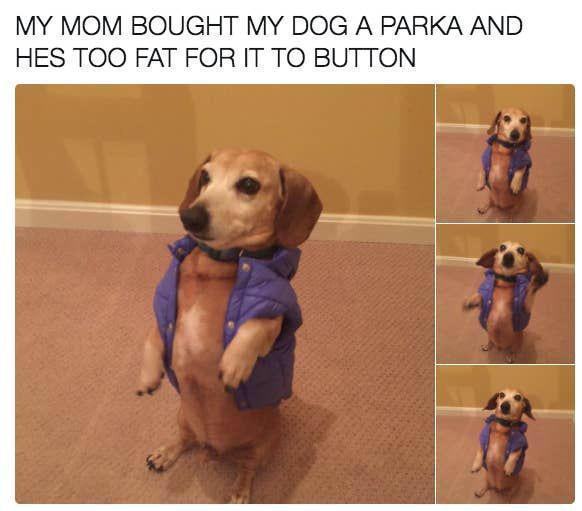 a meme with four different pictures of the same dog wearing a purple jacket and a caption that says: "my mom nought my dog a parka and hes too fat for it to button."