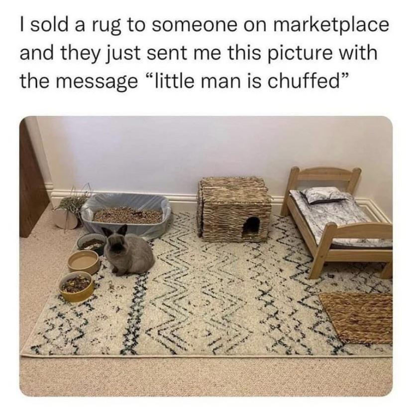 a meme with a picture of a bunny standing above a rug and a caption that says: "i sold a rug to someone on marketplace and they just sent me this picture with the message "little man is chuffed." 