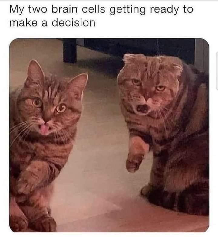 a meme with a picture of two cats, one of them is sticking his tongue out and the other one has his mouth wide open. it has a caption that says "my two brain cells getting ready to make a decision."