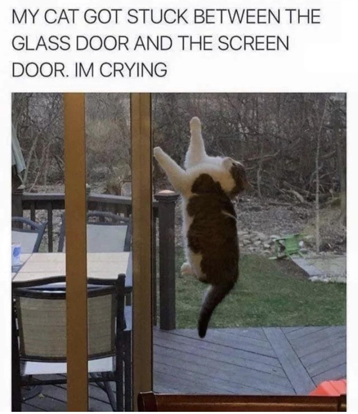 cat climbing screen door