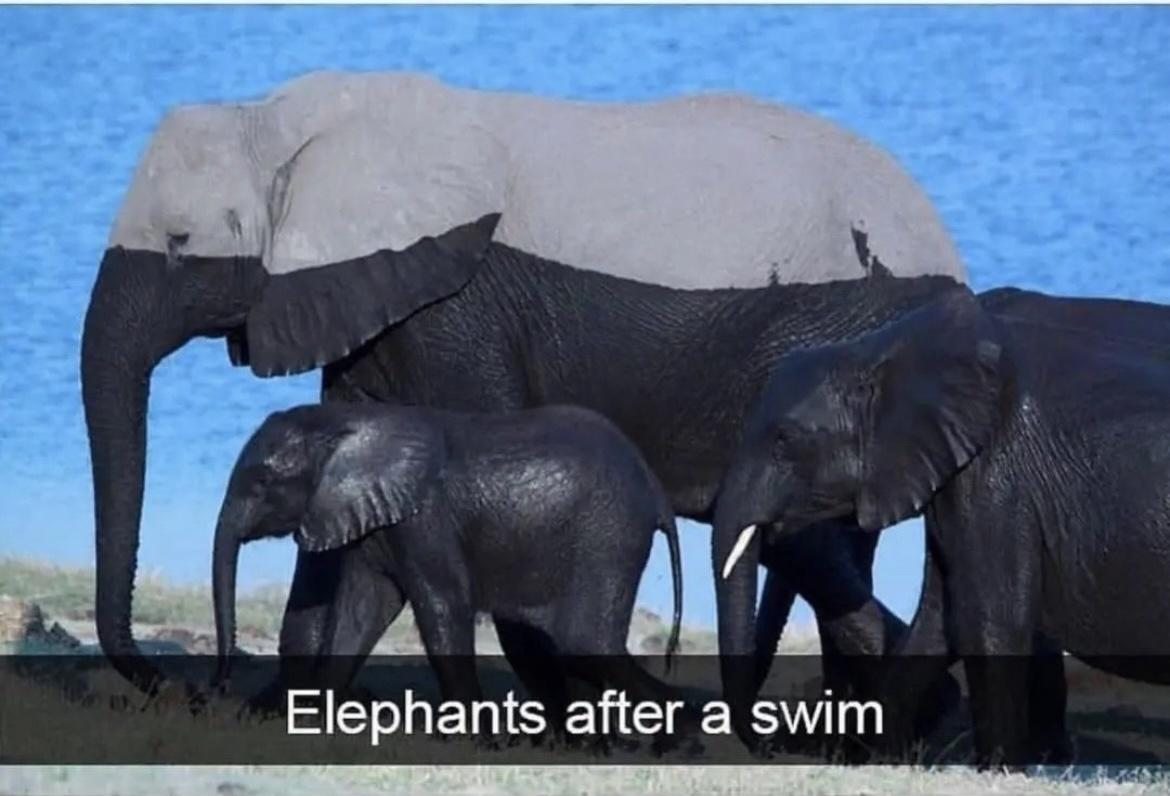 elephants after swimming
