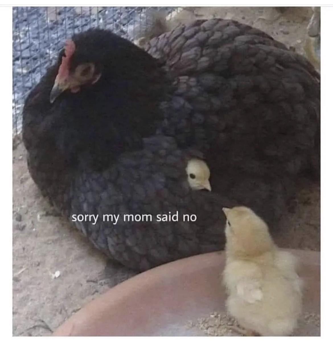 chick sitting under chicken's wing with another chick looking at it