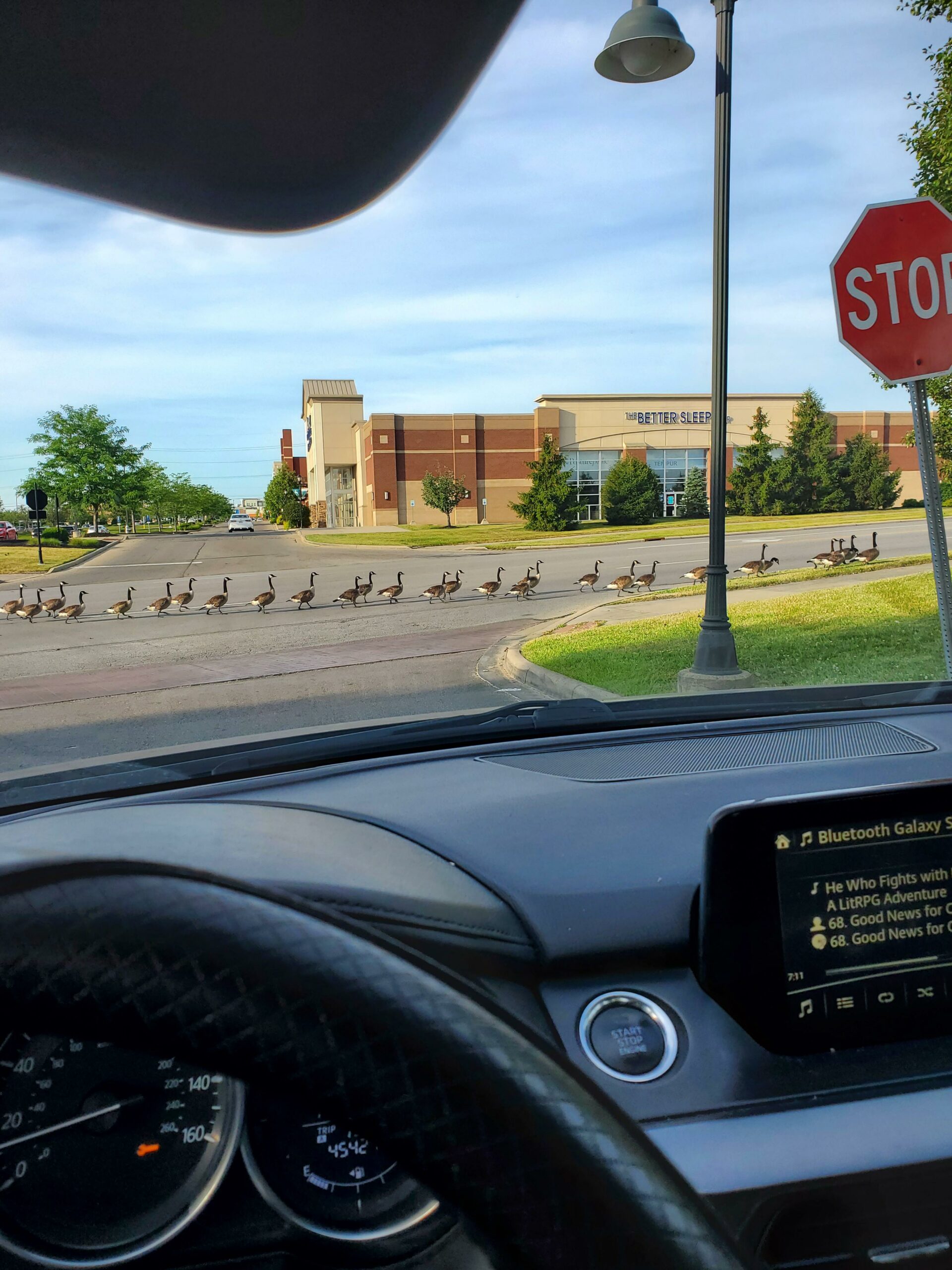 geese crossing road