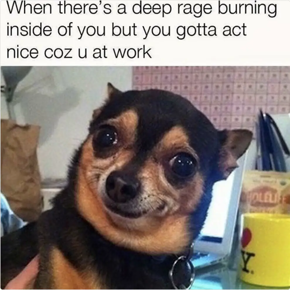 a meme with a picture of a chihuahua smiling and a caption that says "when there's a deep rage burning inside of you but you gotta act nice coz u at work."