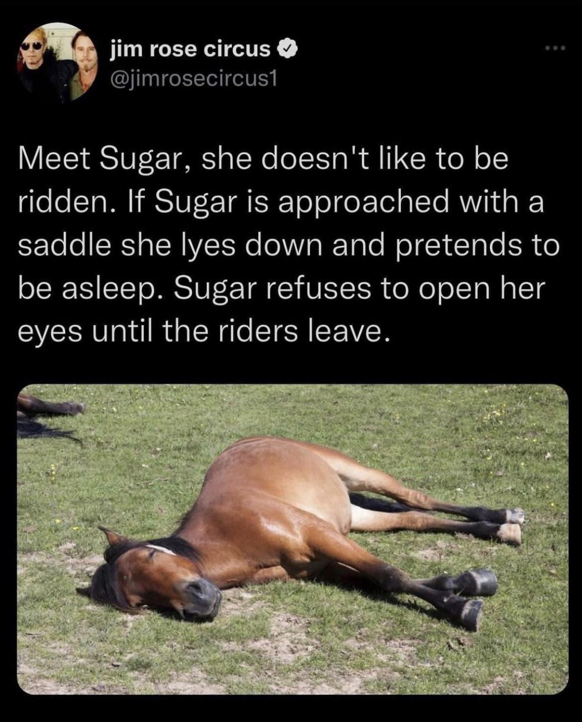 horse lying in field because she doesn't want to be ridden