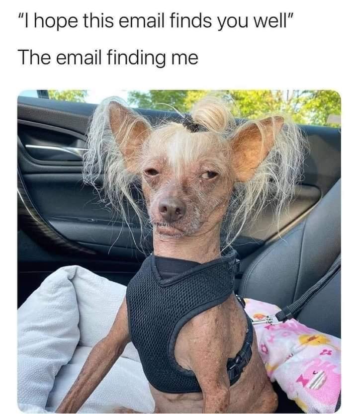 a meme with a picture of a dog with messy hair and a caption that says "i hope this email finds you well... the email finding me." 