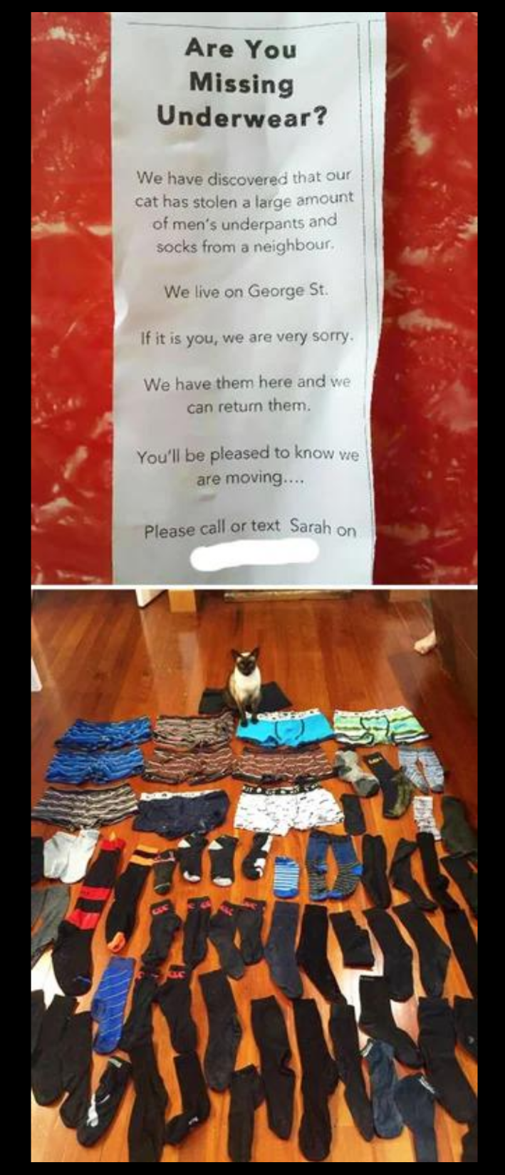 cat who steals socks and underwear