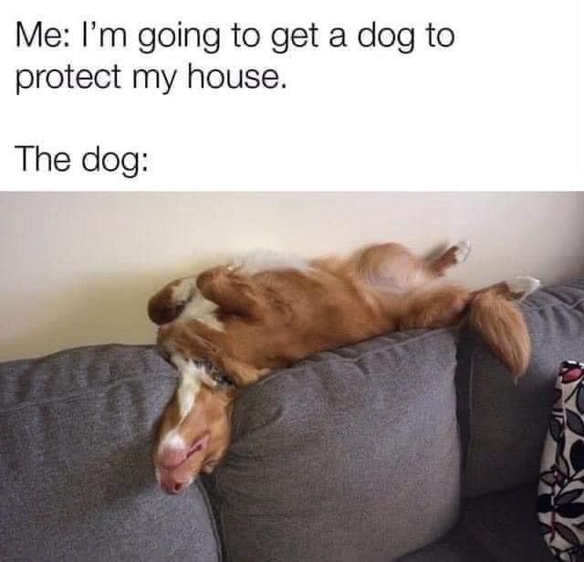 a meme with a picture of a dog laying down on the couch and a caption that says "me: i'm going to get a dog to protect my house.... the dog:..."