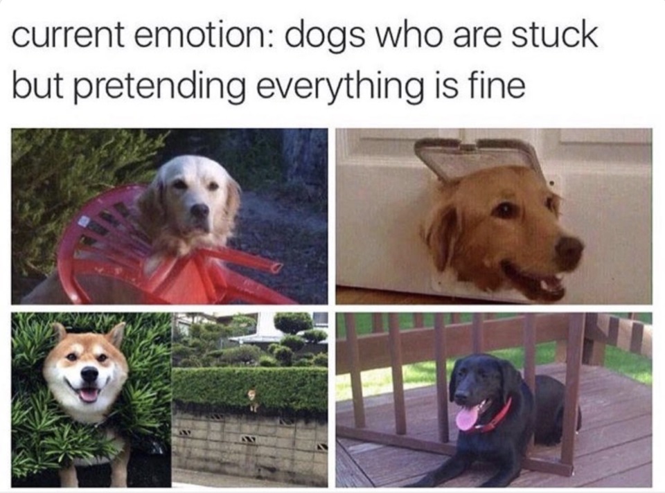 a meme with four different pictures of four different dogs stuck to a chair, a door, a plant and a fence and a caption that says: "current emotion: dogs who are stuck but pretending everything is fine." 
