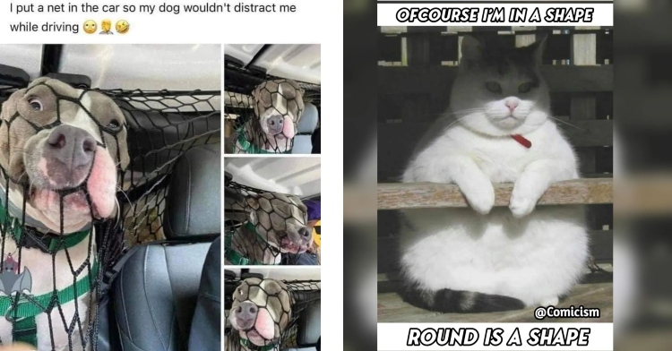 two-photo collage. on the left there is a picture of a meme about a dog that is shoving his face on a net. on the right there is a picture of a chubby cat and a caption that says "ofcourse i'm in a shape, round is a shape"
